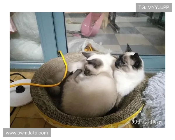 掌敏洁那生活简直两极分化，一边训练像疯子一边回家变猫奴？